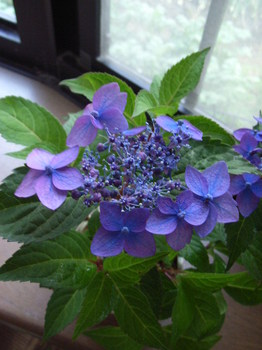 紫陽花１.jpg