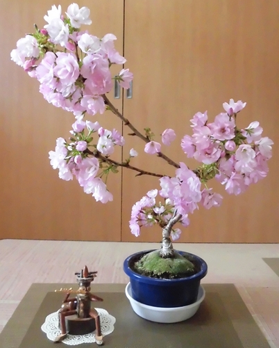 １才桜.jpg